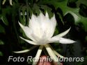 Epiphyllum Anguliger gigantea